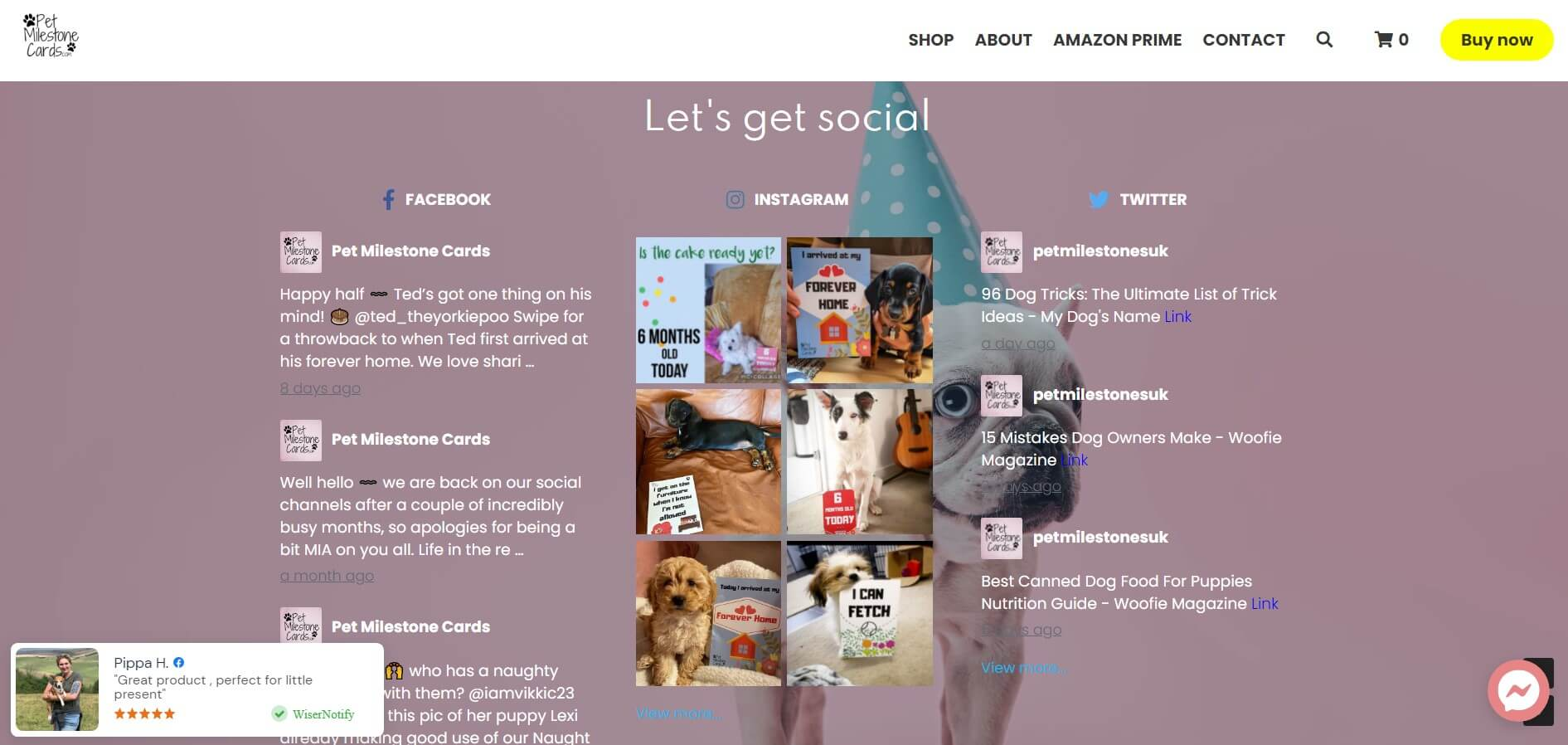 Strikingly Social Feed Strikingly Social Feed